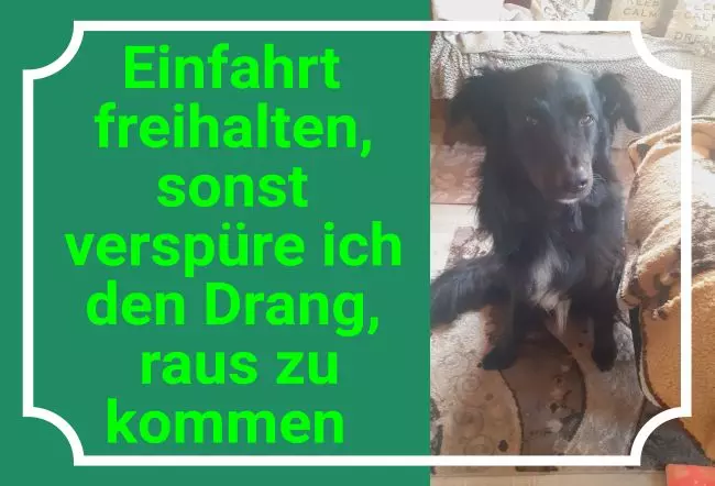 WarnschildWarnung - Zutritt verboten Einfahrt Freihalten mit Hund Bild
