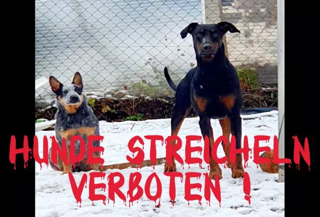 WarnschildWarnung - Zutritt verboten Hunde streicheln verboten Bild